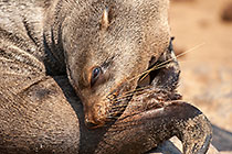 Seal