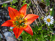 wood lily