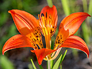 wood lily