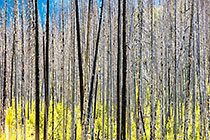 burnt pine tree standing after fire within new regeneration
