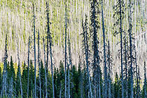 burnt pine tree standing after fire on mountain slope