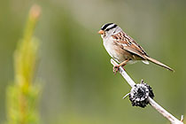 bird on pine tree