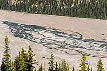 pine tree forest along river delta flowing into Peyto lake