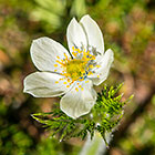anemone flower