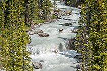 white river flowing through pine tree forest