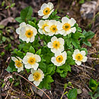 unknown white flowers