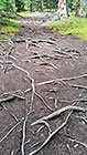 pine tree roots on path to Mt Wilcox