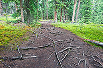pine tree roots on path to Mt Wilcox