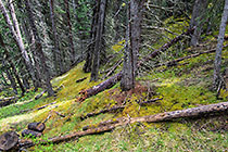 pine tree forest floor covered by mosses