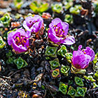 unknown purple flowers