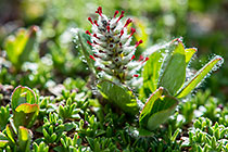 unknown green & red flower