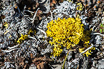white & yellow lichens