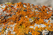 Red Lichens