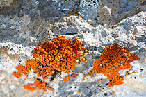 Red Lichens