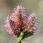 unknown bush with flowers