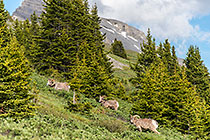 big horn sheeps between pine trees on alpine meadows