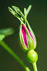 prickly rose bud