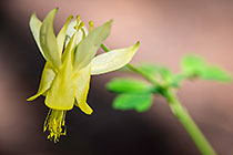 unknown bell shaped yellow flower