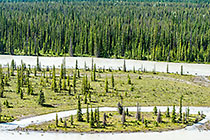 Sunwapta river & pine tree forest