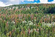 pine tree forest damaged by pine beetles