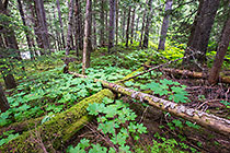 Douglas maple leaves