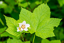 timbleberry flower & leaves