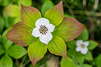 bunchberry flowers & leaves