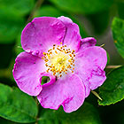 prickly rose flower