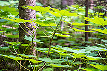 Douglas maple leaves in cedar & pine tree forest