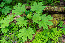 Douglas maple leaves