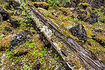 pine tree logs covered with mosses in cedar & pine tree forest