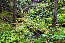 pine tree logs covered with mosses in cedar & pine tree forest