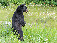 Black Bear