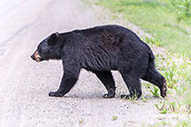 Black Bear