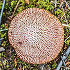 boletus mushroom on forest floor