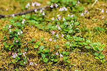 unknown bell-shaped white flowers