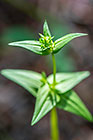 green plant