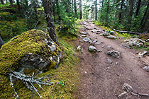 trail through pine tree forest