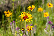great blanket & showy locoweed flowers