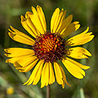 great blanket flower