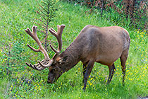 Elk