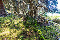 mosses & lichens in pine tree forest