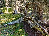 mosses & lichens in pine tree forest