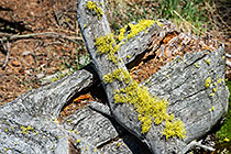 mosses & lichens in pine tree forest