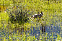 Coyote