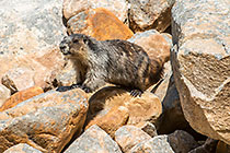 Marmot