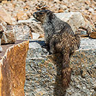 Marmot