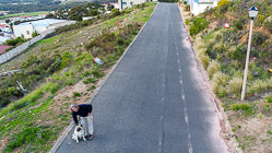 Paul walking with Sheba dog
