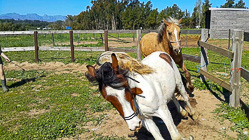 Enya training Etosha & XXX in padock