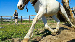 Enya training Etosha & XXX in padock